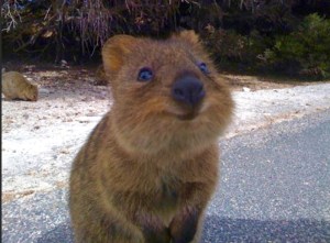 G'day Quokka!